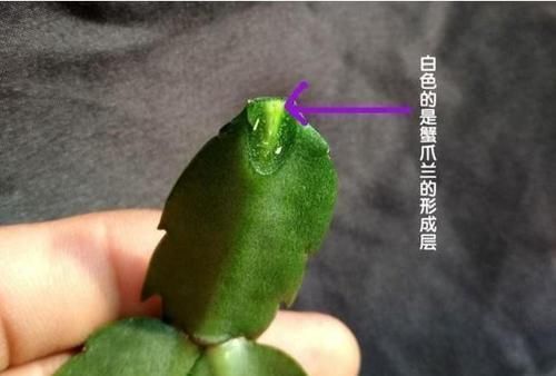  『嫁接蟹爪兰』仙人掌“切一刀”，开花层层叠叠，一年开3、4次！