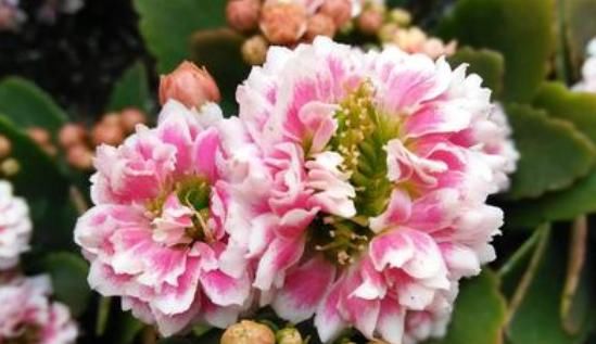  「精致」家养这4款植物，开花艳丽喜庆，日常充满惊喜，家里处处都精致