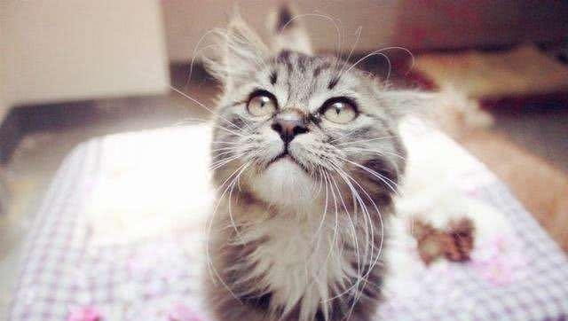 # 智者#猫咪的八大谣言，谣言止于智者，请理智对待猫咪，切勿模仿，辟谣