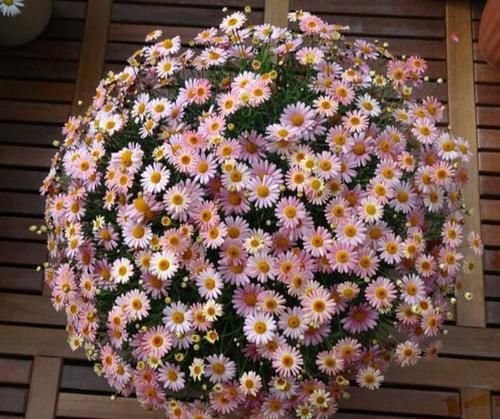 #玛格丽特#网红开花神器格丽特,一开300多天,做好3点,盆盆爆成大花球