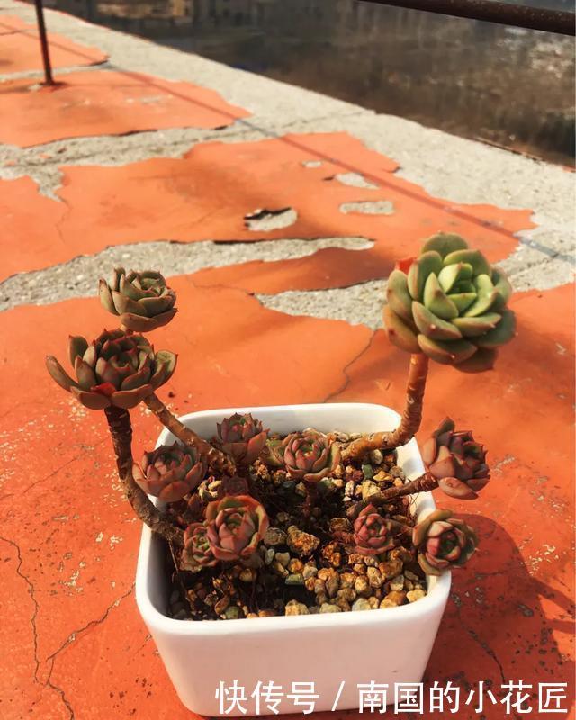 玫瑰■【多肉区分】艾格尼斯玫瑰、尼可莎娜、红化妆,姐妹三个?