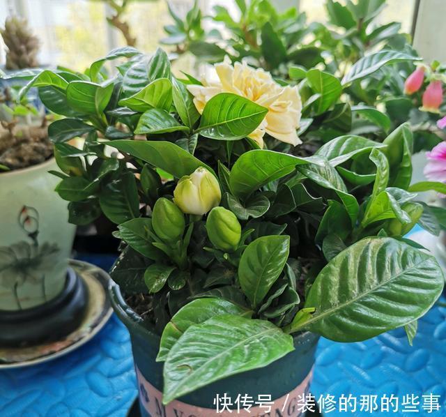 栀子花|新买的栀子花,花苞不断掉,用好“3”招,花香四溢满屋飘香