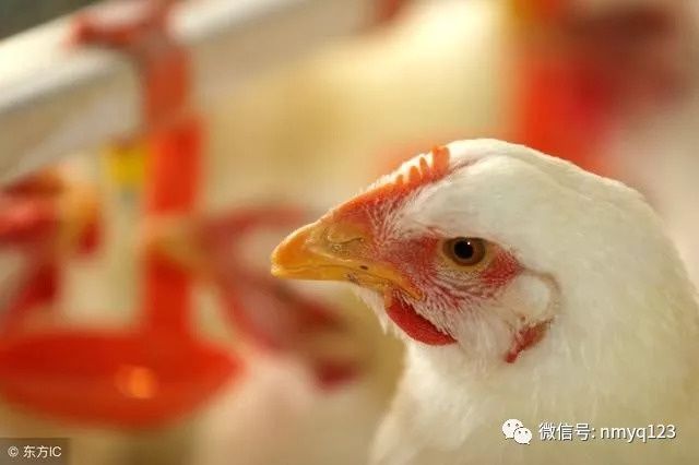 【行情日评】南方猪价暴涨,蛋价止跌趋稳,鸡价高位调整