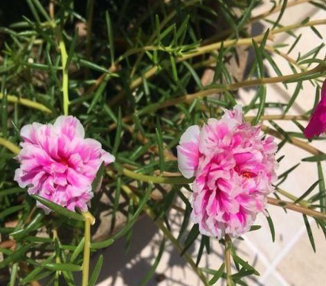 盆栽:最坚强的“1种花”,仅把“一个枝丫”放盆里,都能长成美盆栽