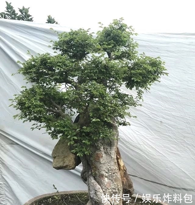 『朱立明』欣赏朱立明的盆景,学会体贴!