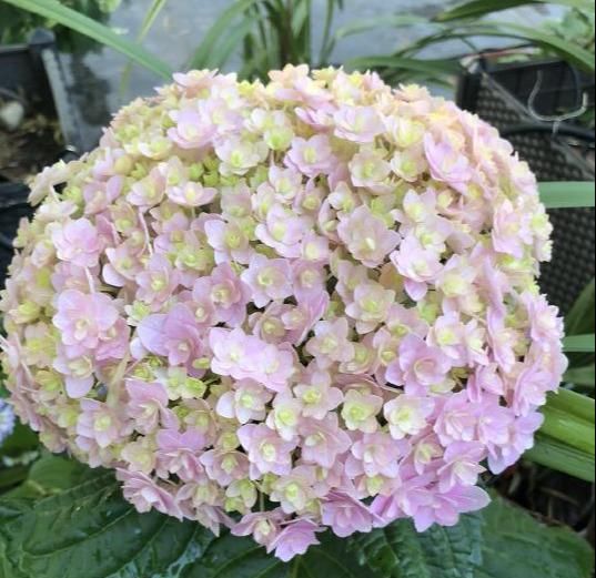  『花手鞠开花』绣球中的“战斗鸡”，重瓣花手鞠，一个花头2个大，比无尽夏还牛