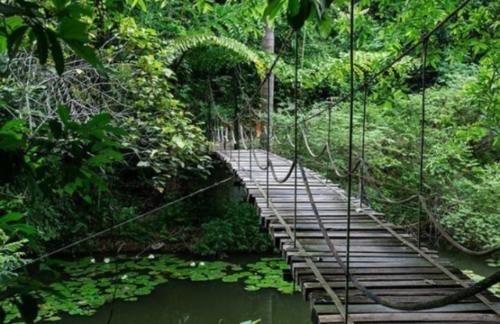 国内“神奇”植物王国，5A级旅游景区，物种丰富令人眼花缭乱！