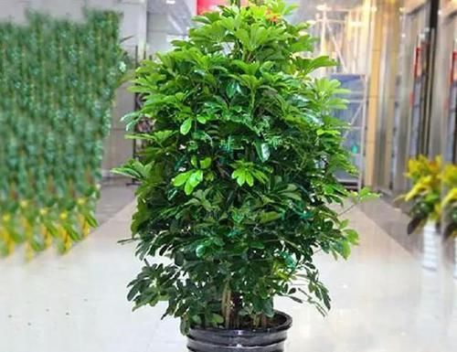  白根@鸭掌木繁殖“诀窍”，一根枝条一块“泡沫”半个月就能长“白根”