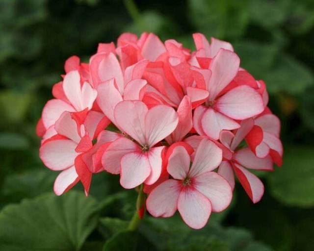  「养护时」天竺葵叶片发黄易掉落，别着急，原因在这