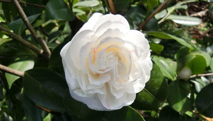  『灰鸽』喜欢菊花，那就养盆“珍品名菊”灰鸽，似灰紫莲花，奇花异草！