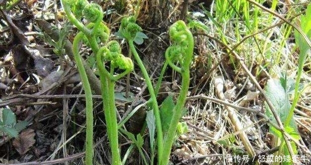 『蔬菜』农村4种“野菜”,以前没人爱,如今成高档蔬菜,想吃得花钱买