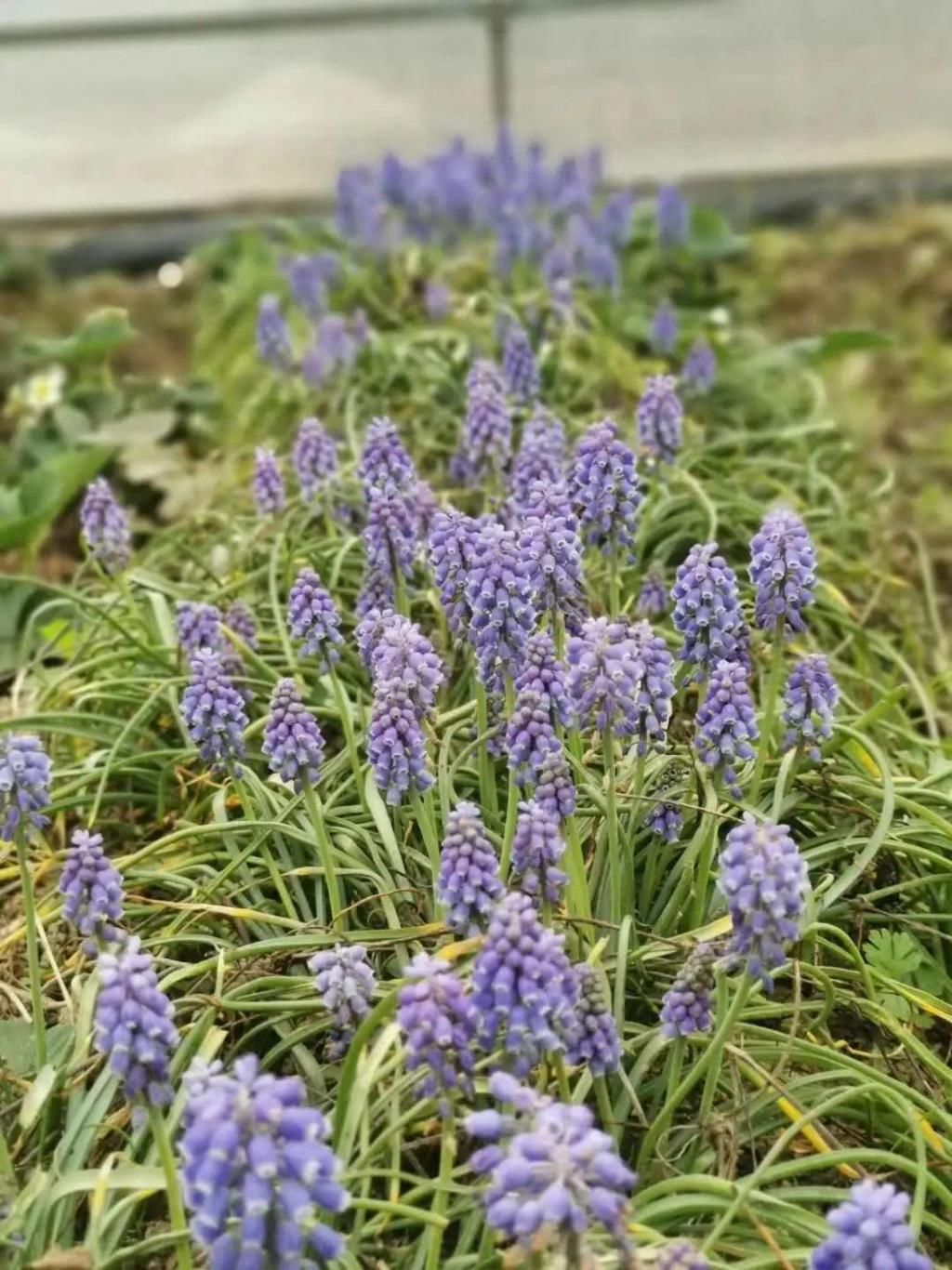  『辞职』从银行辞职做“花农”，她打造的花园超治愈