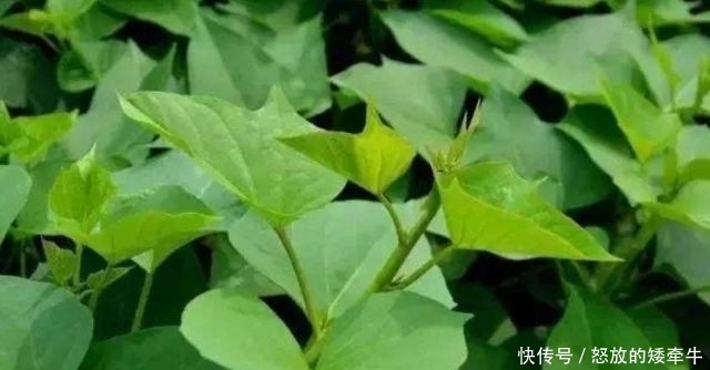 『蔬菜』农村4种“野菜”,以前没人爱,如今成高档蔬菜,想吃得花钱买