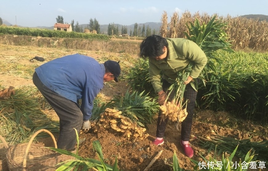 农民不种玉米种它，2元一斤，收入是种玉米的7倍