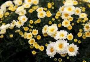  『靓丽』居家养这几款花，沾土就活，开花200多天，花色柔美靓丽，内敛美