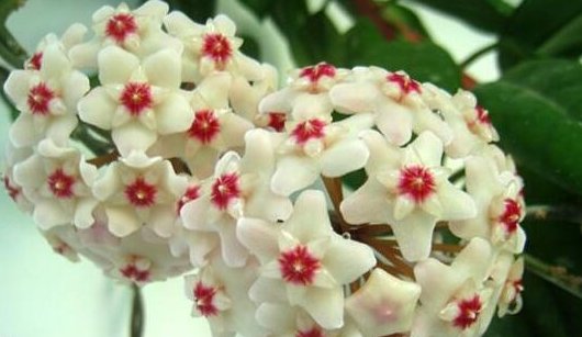  『花园』喜欢养护花卉，就选这5款花，全年开花不断，阳台变成“小花园”
