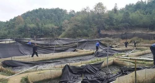  牛蛙价格@5年前开始禁养，价格突然暴涨，60元一斤，农民：价格