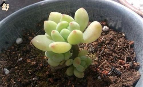  「种植」凝脂莲如何种植？又会受哪些害虫？全明白了！