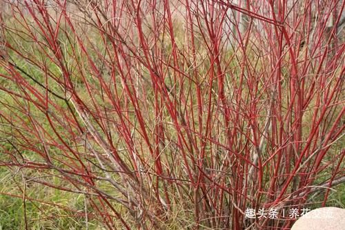  「长达」观赏性特别好的山茱萸观赏花树，果期长达三个多月