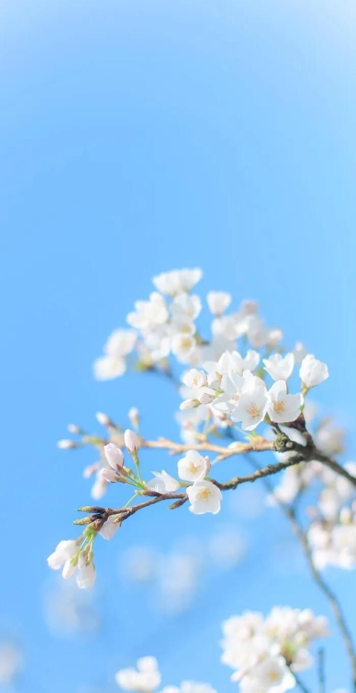  [好久不见]全面屏壁纸·聊天背景图·美文诗：待到春暖花开，说声“好久不见”