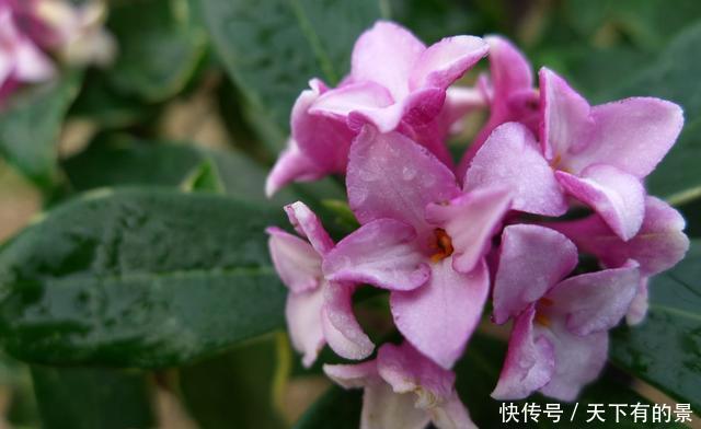『机器』3种花开花能力强易爆盆,被称为“开花机器”,好养易活颜色鲜艳