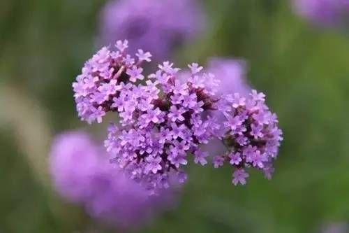 前方花海高能，这些花儿你能认出几种？