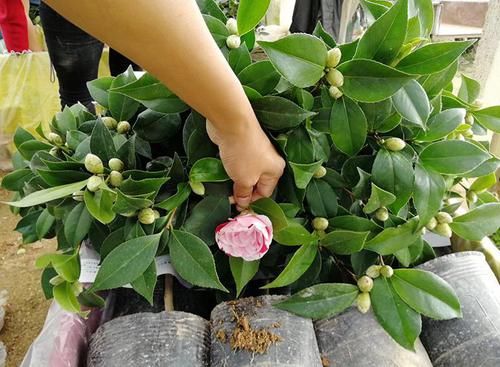  室内外■喜欢花的人有福了！家里种这几款“植物花”，好养耐活，忒漂亮