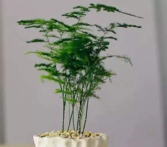  楼下@文竹老长得“乱糟糟”，楼下大爷教你“几招”，叶片青翠，枝形美