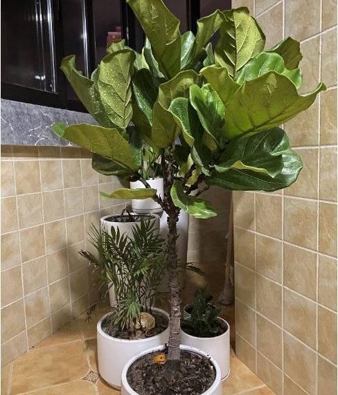 #家里#北欧四兄弟,4种阔叶植物,养在家里能加湿,夏季不用怕燥热
