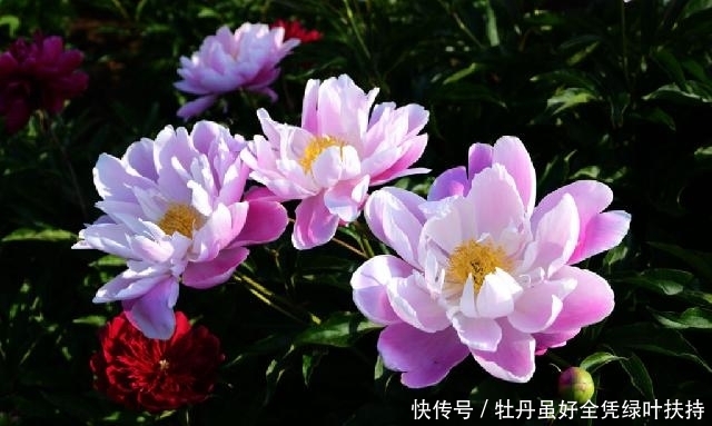 『名花』想学养花,不如养盆“阳台名花”勺药花,鲜艳欲滴,高傲娇艳