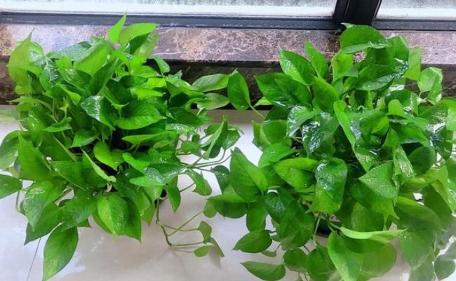 「绿萝」绿萝可是植物界有名的'小酒鬼',给绿萝喝一勺,叶子绿的滴油