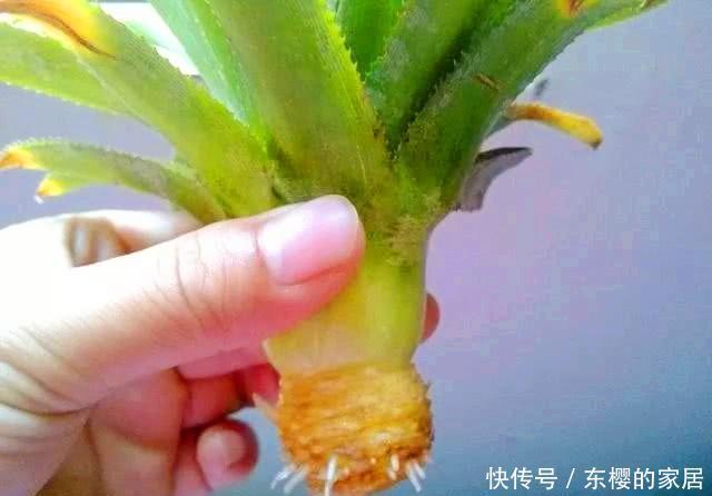 水培|吃剩下的菠萝头别扔,拿来水培当盆栽,好看极了