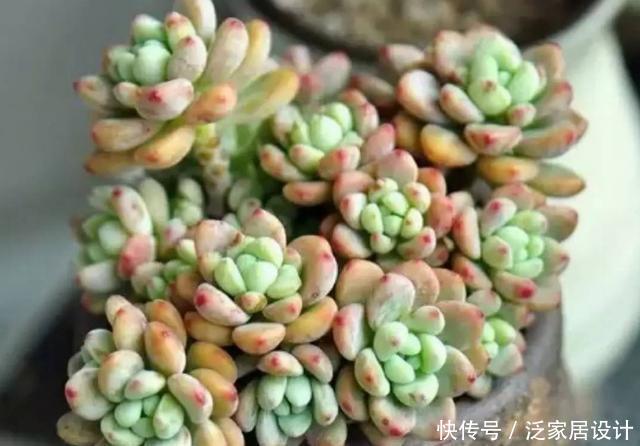  凝脂莲：多肉劳尔，美貌是骨，芳香是魂，年年养年年挂？是这些没做好