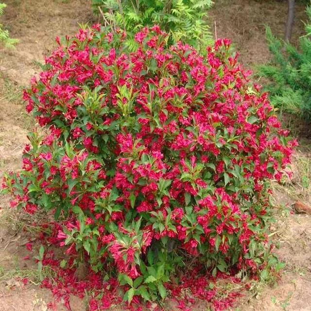  『最旺』锦带花正迎来最旺期，繁花似锦好圆满，看着就满满幸福！