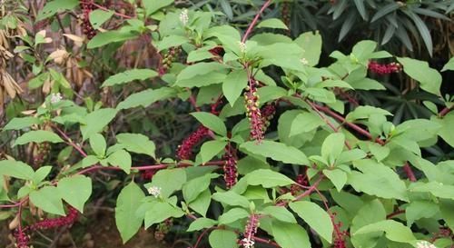  「指甲油」农村这种山萝卜，果子是天然指甲油，嫩叶可食用，价