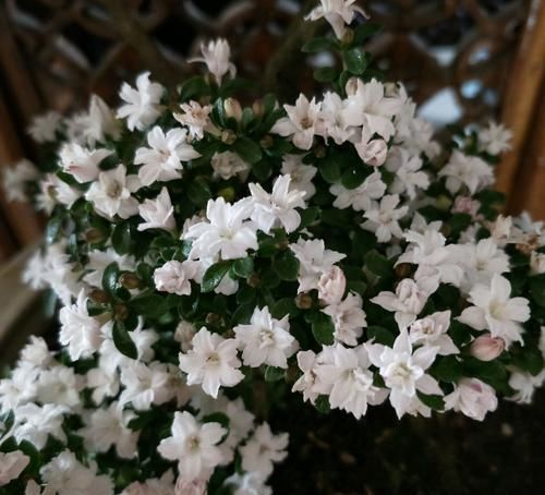  『开花』六月雪叶子发黄干边开花小是怎么回事？4点原因容易被忽视