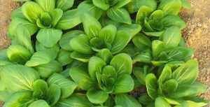  #蔬菜#阳台种菜，用一个小方法，种的菜长得又肥又壮又旺，收获真多