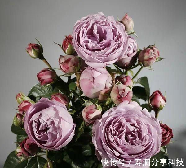 「品种」梦幻悠长,无法抗拒,月季的那抹蓝紫色美得清凉又高级!