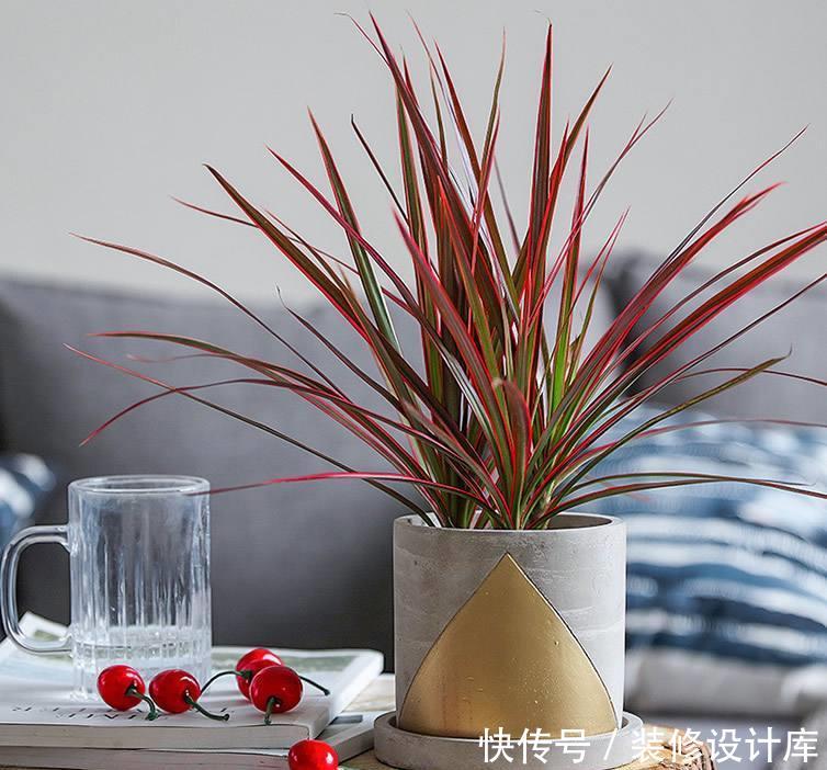  『叶片』“4种花”，叶子比花好看，养护简单，为室内盆栽佳品！