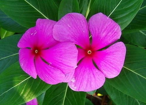  「超级」家里阳台就摆这些花，不愁赏花，清新漂亮，花朵稠密，超级美