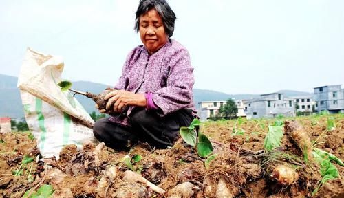  『中毒』这蔬菜一定要煮熟，否则吃了会中毒，剥皮要小心，不然会奇痒难耐！