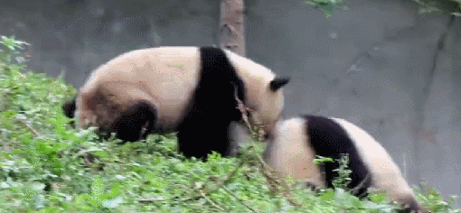 霸气羚牛哥，“奶凶”熊猫姐，神奇动物在这里!