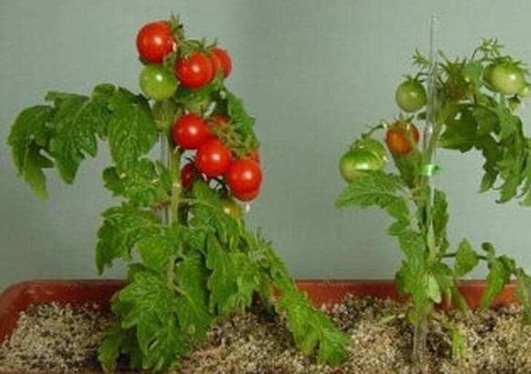  『盆栽』养花种草不实际？不如盆栽这些蔬菜，既能观赏又能食用，贼好看