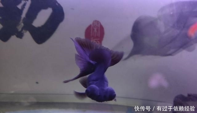 滤材也不如|养鱼不用下药可治疗鱼病的方法很多,为什么新鱼友不愿意去用?