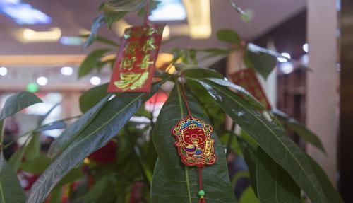  『富贵花』养花就养3种“富贵花”，招财纳福好运到，鱼跃龙门出才子