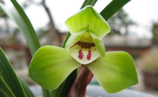 富贵@这是兰花大富贵吗?多久开花