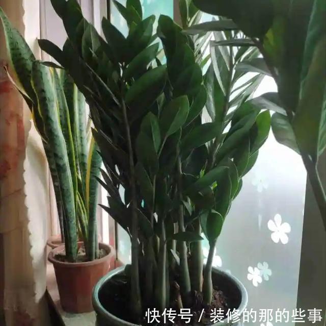 『快速』金钱树换盆发现烂根了怎么快速发根?花匠教你一招,用的都说好