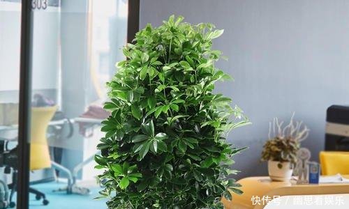 「常给叶片喷」客厅养花,选这几种的都是聪明人,时尚大气,旺人又聚财