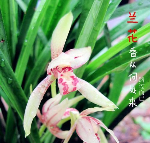 『叶片』兰花晒太阳太久了会出现什么情况?一个现成的实例分享