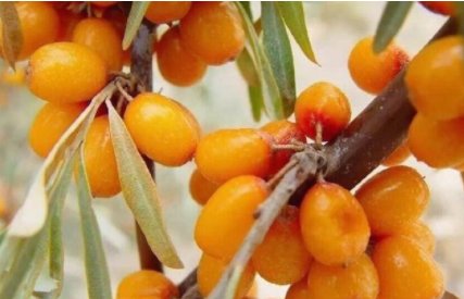  野味■农村正在“消失”的4种野味，有钱也不一定买到，见过3种